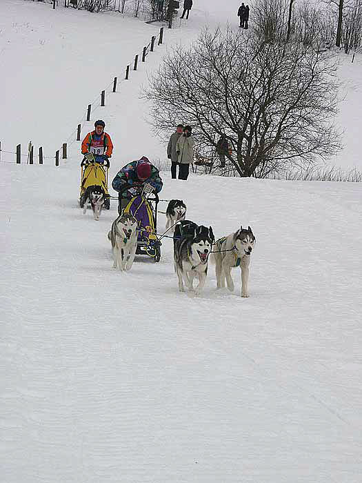 2003 schlittenhunde010.jpg